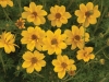 Bidens-Yellow-Crown-2