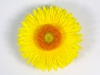 Bracteantha-Cottage-Yellow