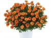 Calendula-Cheers-Tangerine