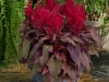 Celosia-Dragons-Breath-3