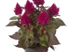 Celosia-Kelos-Fire-Magenta-1