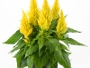 Celosia-Kelos-Fire-Yellow-2