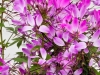 Cleome-Clio-Magenta-Copy