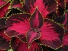 Coleus-Chocolate-Covered-Cherry