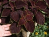 Coleus-Chocolate-Mint-Close