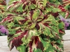 Coleus-Kong-Mosaic3