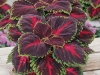 Coleus-Kong-Red4