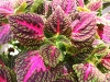 Coleus-Main-St-La-Rambla