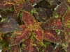 Coleus-Main-St-Michigan-Ave-1