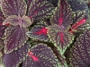 Coleus-Main-Street-Abbey-Road-1