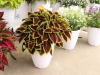 Coleus-Main-Street-Alligator-Alley-6