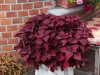 Coleus-Main-Street-Beale-Street-7