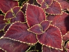 Coleus-Main-Street-Broad-Street