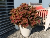 Coleus-Main-Street-Ocean-Drive-3