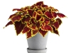 Coleus-Main-Street-Oxford-Street-2