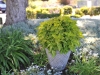 Coleus-Main-Street-River-Walk