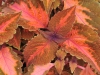 Coleus-Main-Street-Sunset-Boulevard