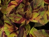 Coleus-Mighty-Mosaic