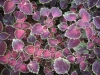 Coleus Trailing Rose