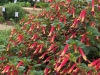 Cuphea-Hummingbirds-Lunch