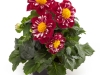 Dahlia-LaBella-Medio-Fun-Rose-Fun