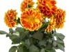 Dahlia-Labella-Medio-Fun-Orange-Flame-4