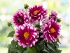 Dahlia-Labella-Medio-Fun-Pink-Blush