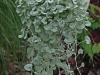 Dichondra-Silver-Falls3