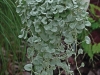 Dichondra-Silver-Falls3