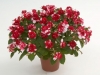 Double-Impatiens-Musica-Bicolor-Dark-Red