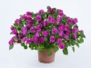 Double-Impatiens-Musica-Electric-Purple