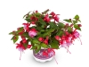 Fuchsia-Bella-Trailing-Lydia