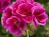 Geranium-Calliope-Large-Lavender-Mega-Splash