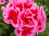 Geranium Calliope Large Rose Mega Splash