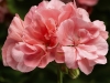 Geranium-Calliope-Large-Salmon