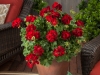 Geranium-Calliope-Medium-Dark-Red-5