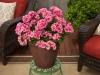 Geranium-Calliope-Medium-Pink-Flame-4