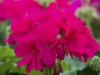 Geranium-Calliope-Medium-Violet