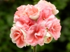 Geranium-Rosalie-Antique-Salmon-1