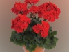 Geranium-Zonal-Darko-Deep-Red-2