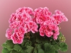 Geranium-Zonal-Darko-Spanish-Wine-Rose-2