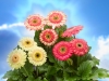 Gerbera-Cartwheel-Strawberry-Twist