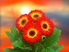 Gerbera-Flori-Line-Maxi-Dark-Fireball-Dark-Eye