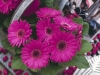 Gerbera-Royal-Prince-Neon-Violet-Good-Colour