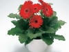 Gerbera-Royal-Red