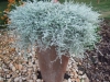 Helichrysum-Silver-Star