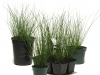 Juncus-Blue-Arrows