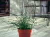 Juncus-Twister-1