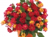 Lantana-Havana-Cherry-1