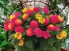 Lantana-Havana-Pink-Sky-12